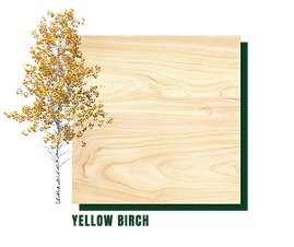Yellw birch